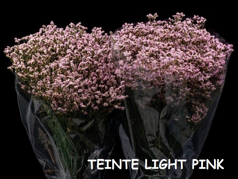 LIMONIUM LIGHT PINK 50